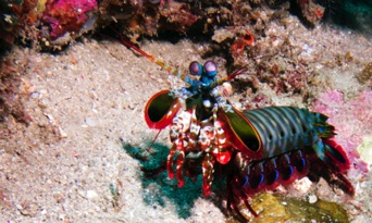 Mantis Shrimp
